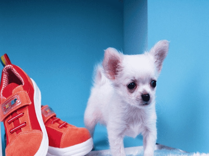 李先生夫妇成功案例